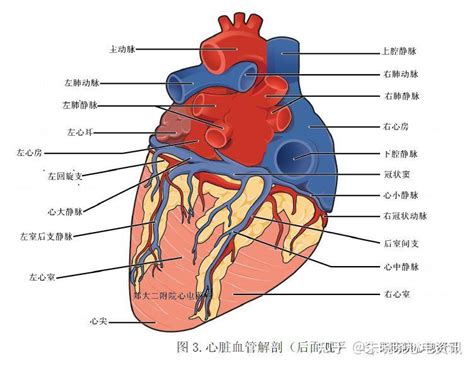 心底 位置|心脏解剖与传导系统